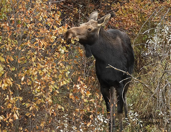 Moose