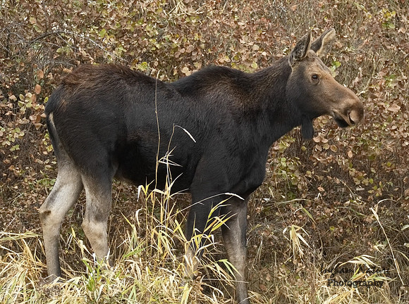 Moose