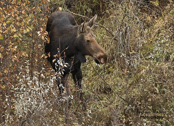Moose