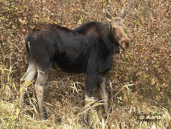 Moose