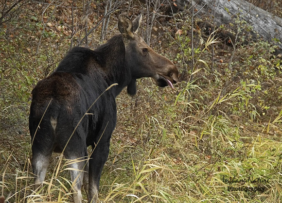 Moose