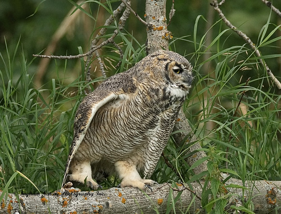 Great Horned Owl - Immature