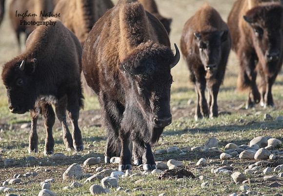 American Bison