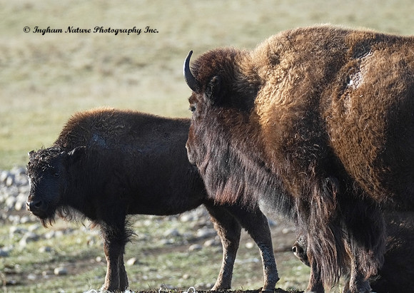 American Bison