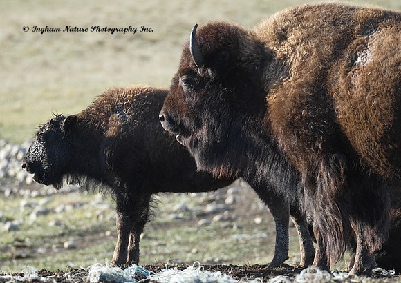 American Bison
