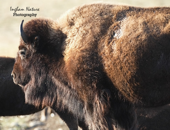 American Bison