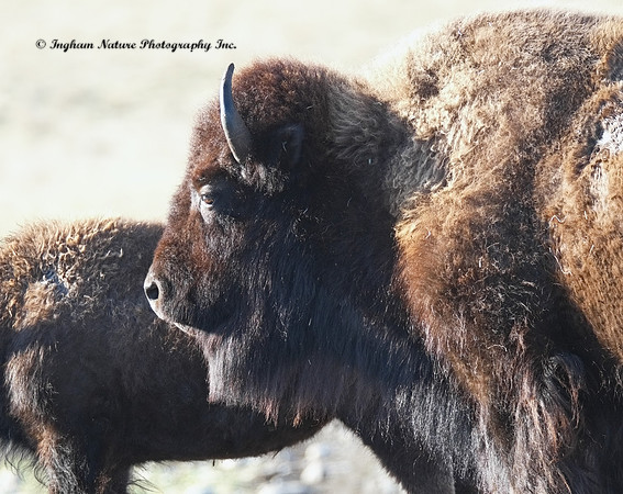 American Bison