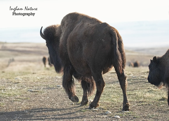 American Bison