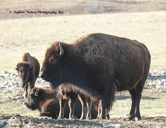 American Bison