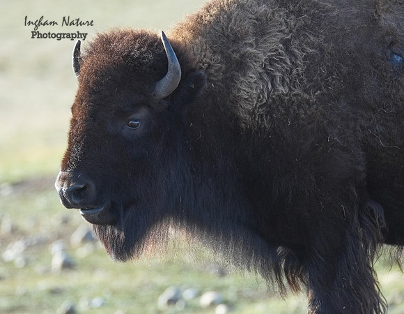 American Bison