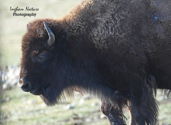 American Bison