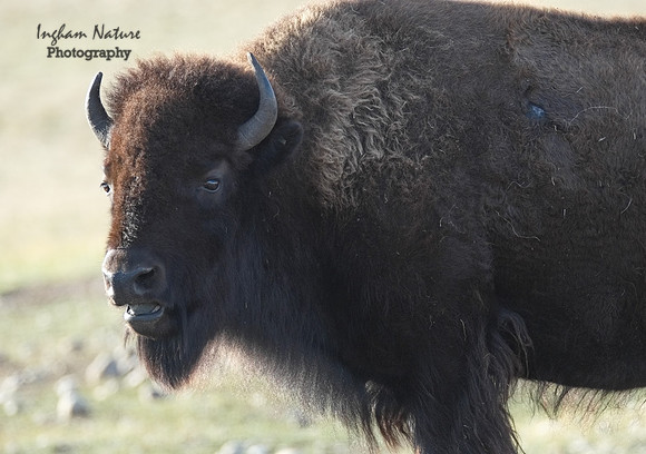 American Bison