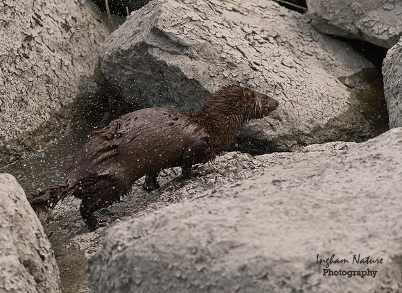 Mink (North American)