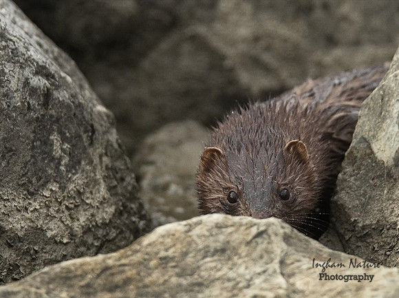 Mink - North American
