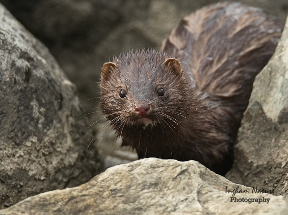 Mink - North American