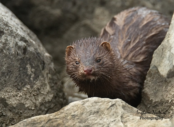 Mink- North American