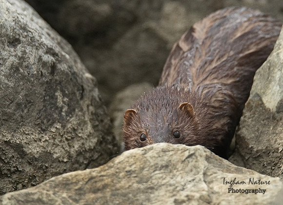 Mink - North American
