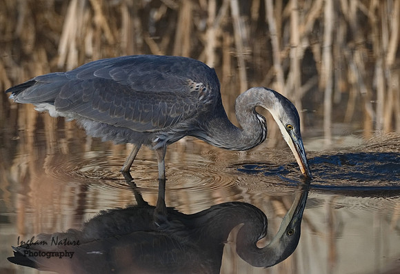 Great Blue Heron