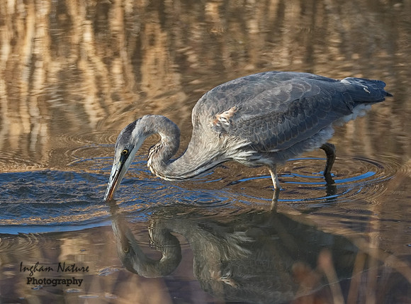 Great Blue Heron