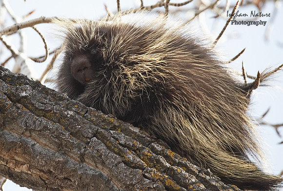 Porcupine - North Americn