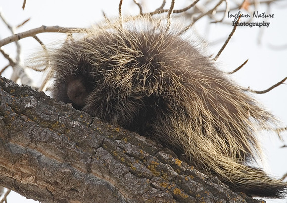 Porcupine - North American