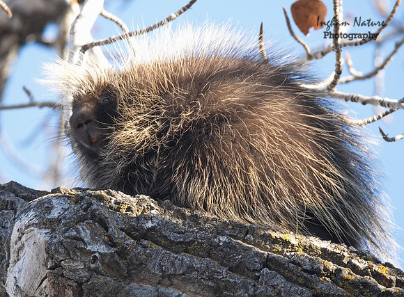 Porcupine - North American