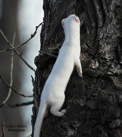 Weasel - Long Tailed