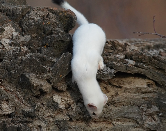 Weasel - Long Tailed