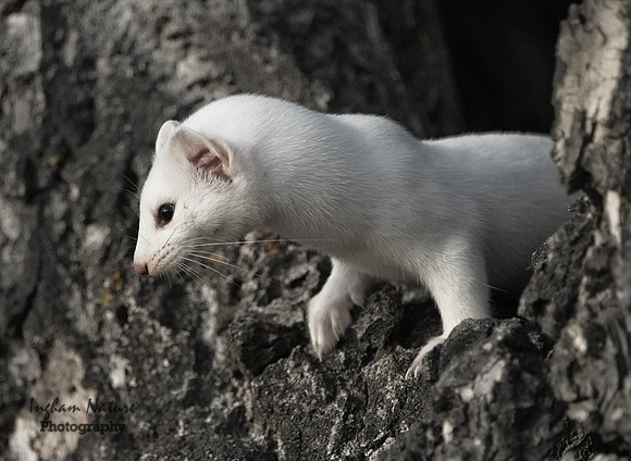 Weasel - Long Tailed
