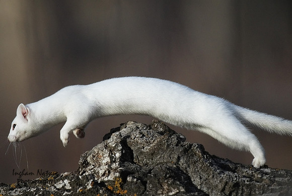 Weasel - Long Tailed