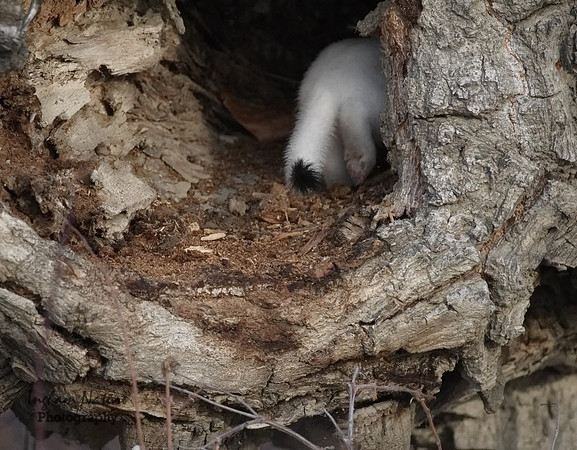 Weasel - Long Tailed