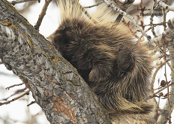 Porcupine - North American