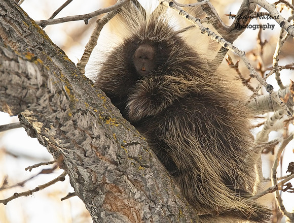 Porcupine - North American
