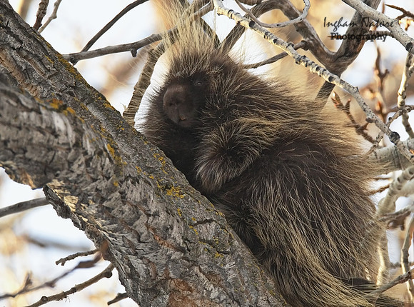 Porcupine - North American