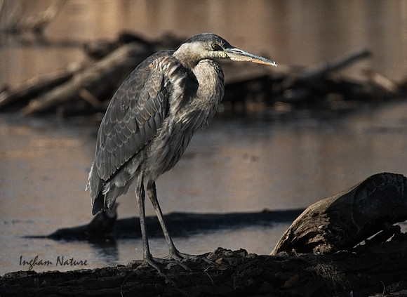 Great Blue Heron -