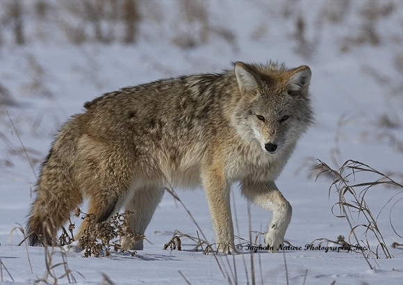 Coyote