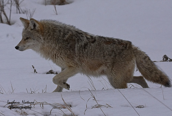Coyote