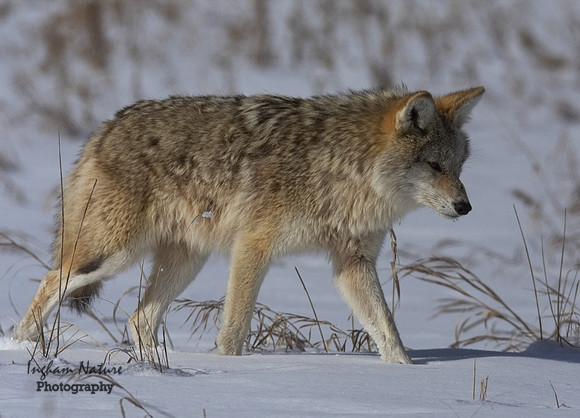 Coyote