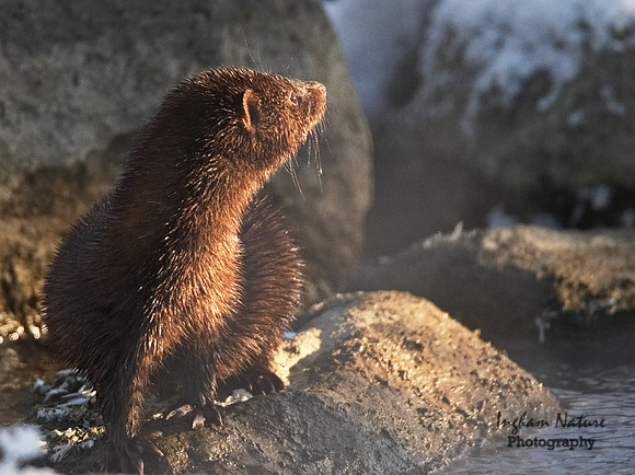 Mink (north American)