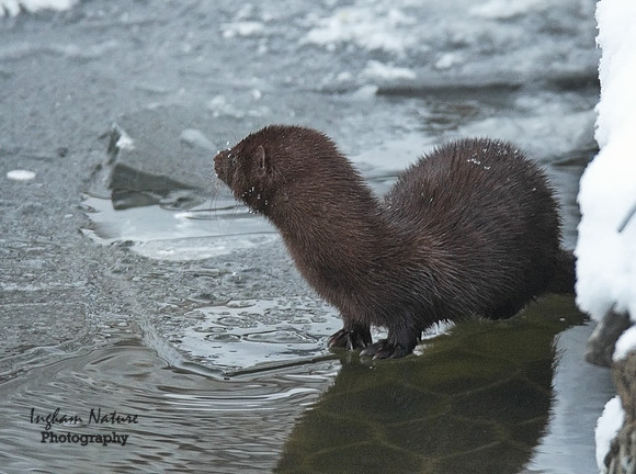 Mink (North American)