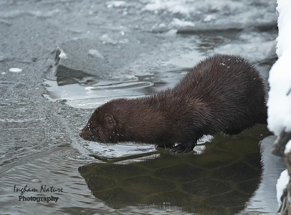 Mink (North American)