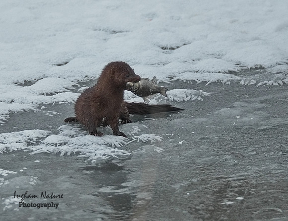 Mink (North American)