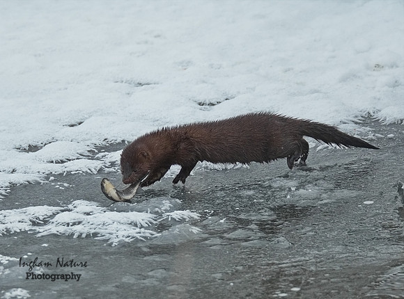 Mink (North American)