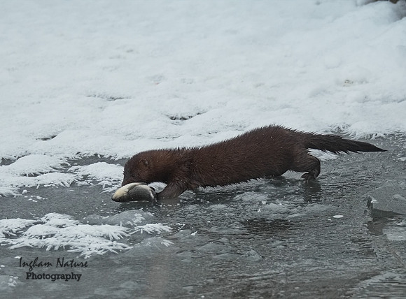 Mink (North American)