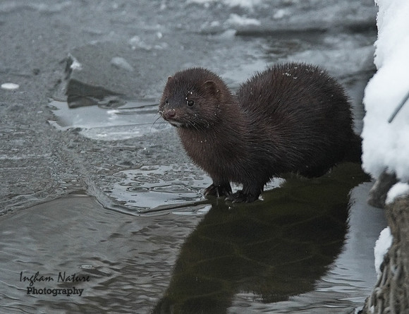 Mink (North American)