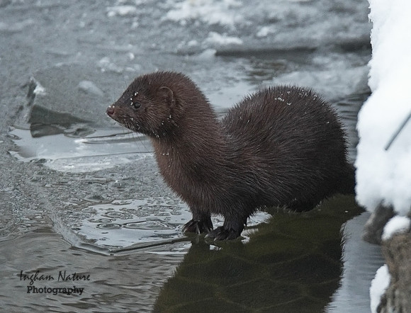 Mink (North American)