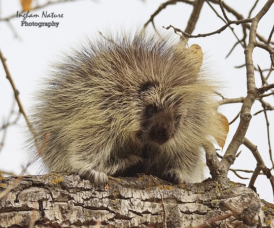 Porcupine