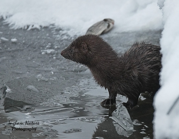 Mink (North American)