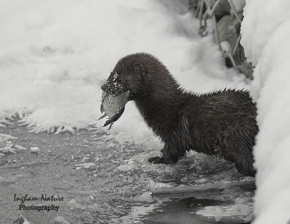 Mink (North American)