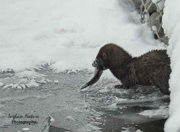 Mink (North American)